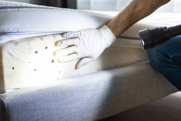 Best Best Pest Control Companies  in Westbury, NY